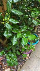Ilex cornuta