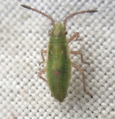 Myrmus miriformis