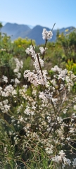 Struthiola dodecandra