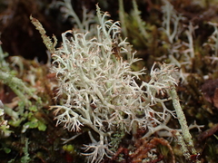 Cladonia portentosa