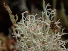 Cladonia portentosa