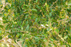Chlorocichla flaviventris
