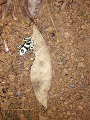 Dendrobates auratus