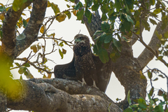 Terathopius ecaudatus