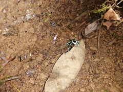 Dendrobates auratus