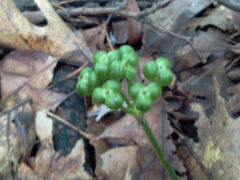 Allium tricoccum