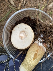 Boletus variipes