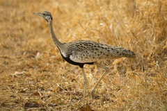 Lissotis melanogaster