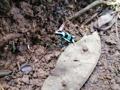 Dendrobates auratus