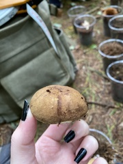 Boletus variipes