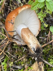 Tricholoma fracticum