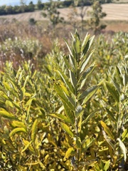 Salix humilis
