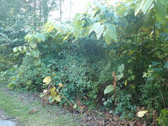 Reynoutria sachalinensis