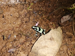 Dendrobates auratus