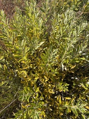 Salix humilis