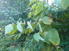 Reynoutria sachalinensis