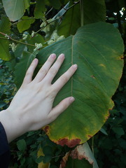 Reynoutria sachalinensis