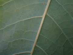 Reynoutria sachalinensis