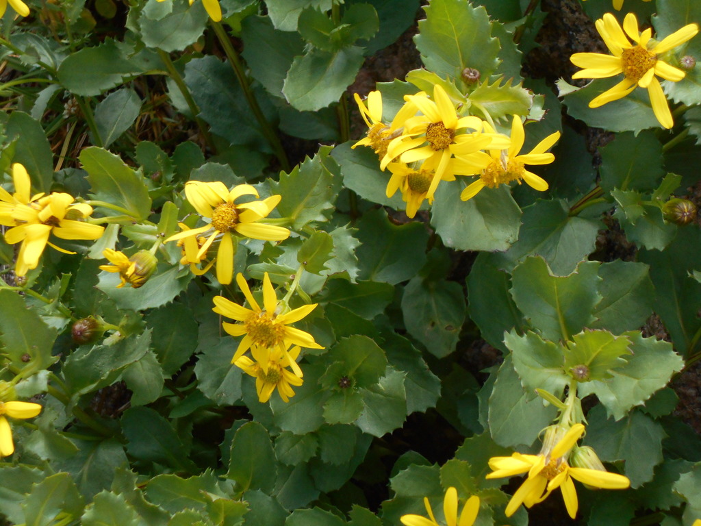 Fremont's Ragwort