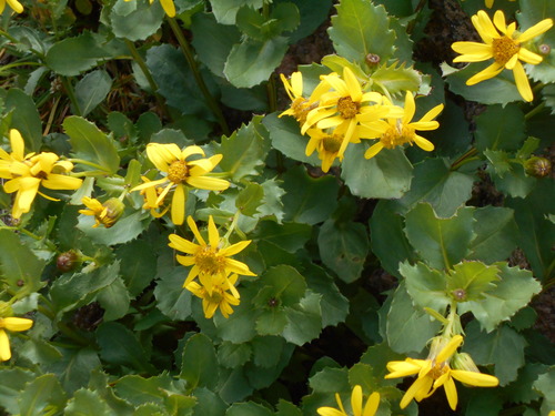 Senecio fremontii Torr. & A.Gray