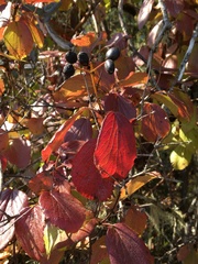 Viburnum ellipticum