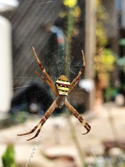 Argiope keyserlingi