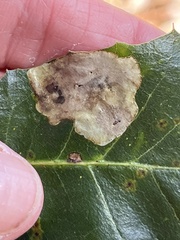 Nepticuloidea