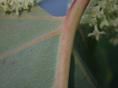 Reynoutria sachalinensis