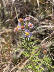 Ionactis linariifolia