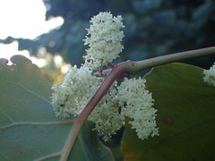 Reynoutria sachalinensis