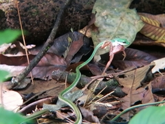 Leptophis ahaetulla