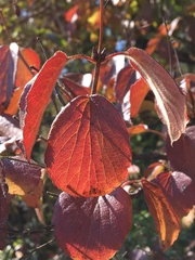 Viburnum ellipticum