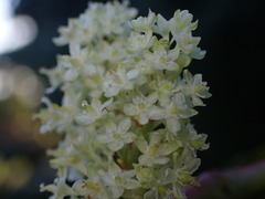 Reynoutria sachalinensis