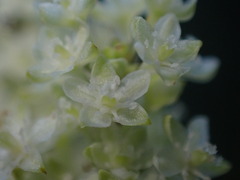 Reynoutria sachalinensis