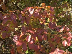 Viburnum ellipticum