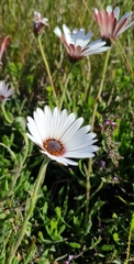 Dimorphotheca nudicaulis