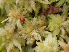 Sphagnum