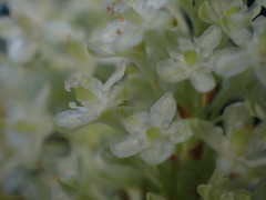 Reynoutria sachalinensis