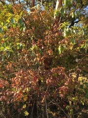 Viburnum ellipticum