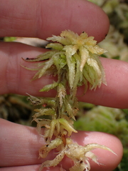 Sphagnum