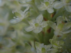 Reynoutria sachalinensis