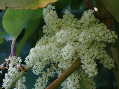 Reynoutria sachalinensis