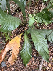 Anthurium crenatum