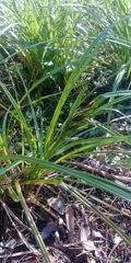 Carex geminata