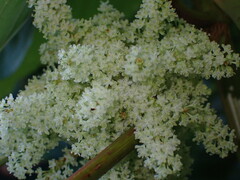 Reynoutria sachalinensis