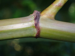 Reynoutria sachalinensis