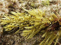 Sargassum