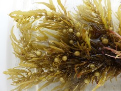 Sargassum