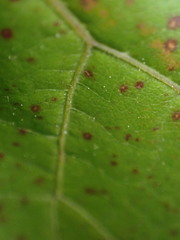 Reynoutria sachalinensis