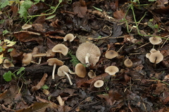 Entoloma subradiatum